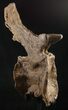 Beautiful Diplodocus Caudal Vertebra - Dana Quarry #10145-3